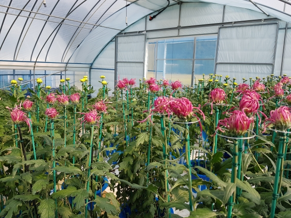 청양군, 2019 칠갑산국화전시회 준비 현장 점검