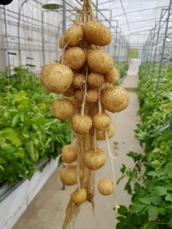 조직배양 씨감자