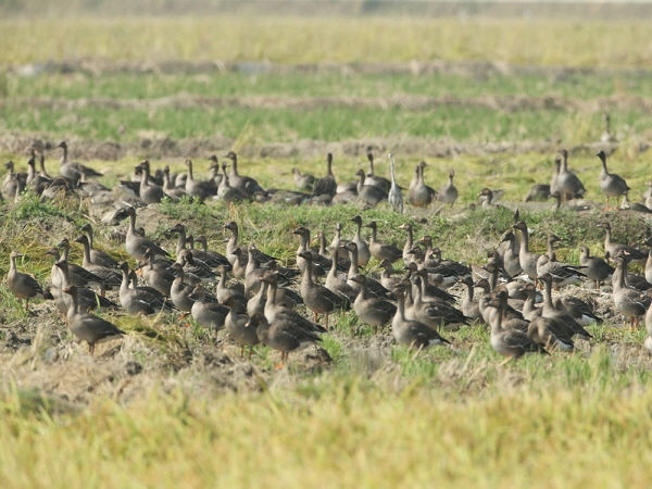 천수만 겨울철새들의 힘찬 날갯짓