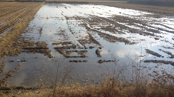 논 물 가두기 실천 사진