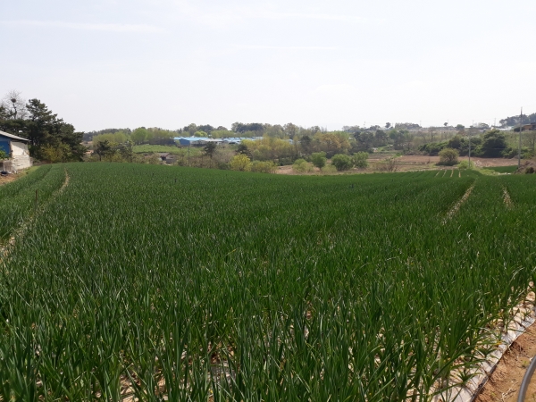 홍성 홍산마늘_재배지