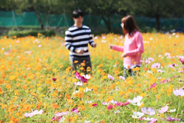 오천면 코스모스