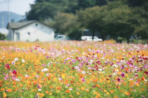오천면 코스모스
