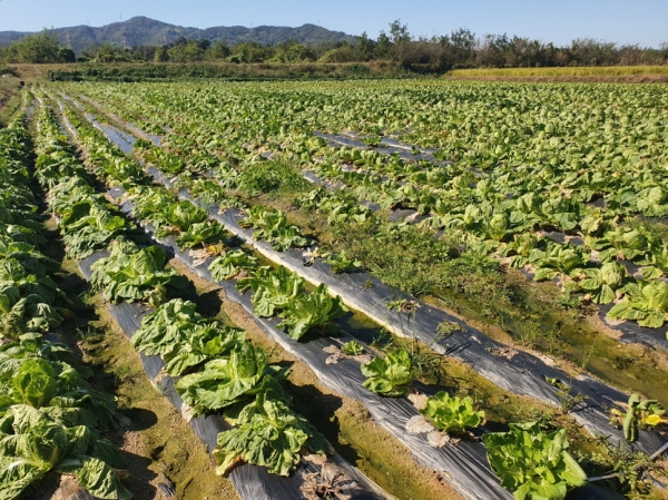 김장용 배추 사진
