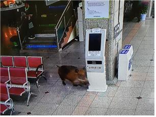 지난 14일 새벽 신탄진 대전보훈병원 1층에 출몰한 야생 맷돼지가 CCTV에 찍혔다.