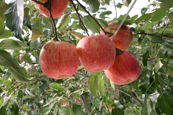 사과 수확 사진