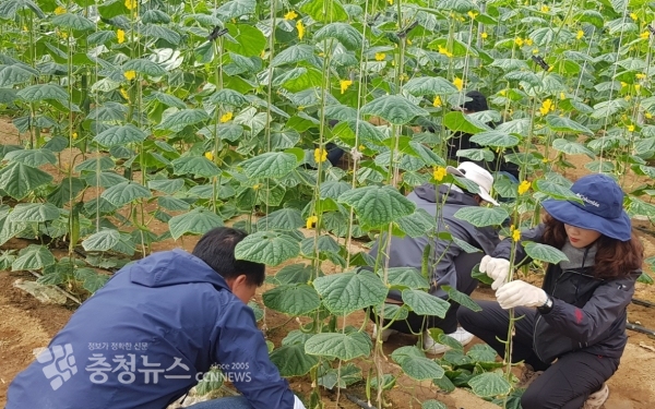 공원녹지과 봉사활동 / 충청뉴스 최형순 기자