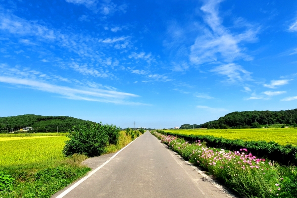 [경관사진전]김정곤_석문면_용연평들 코스모스길
