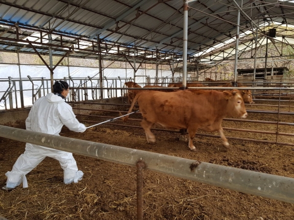 구제역 백신 접종 모습