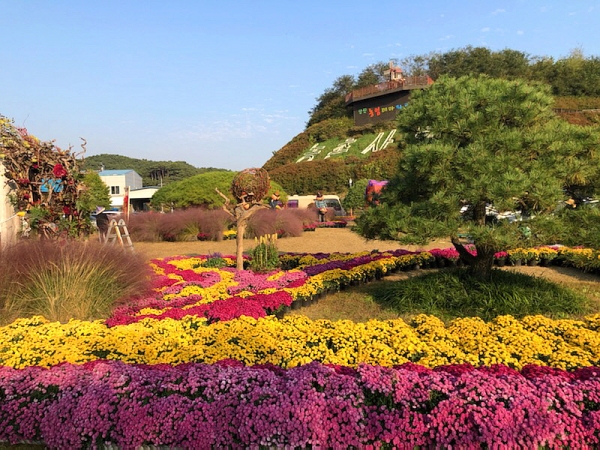 농업기술센터 국화 모습