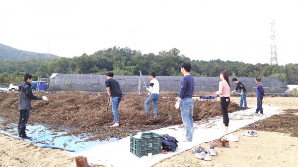 기업경제과 농촌일손돕기 (직원들이 10월 24일 음봉면 신정2리 농촌일손돕기에 나서 깨털기를 실시하고 있는 모습)