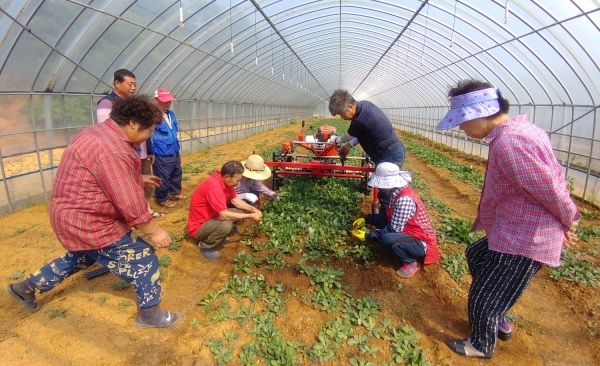 전용 수확기를 이용한 고들빼기 수확사진