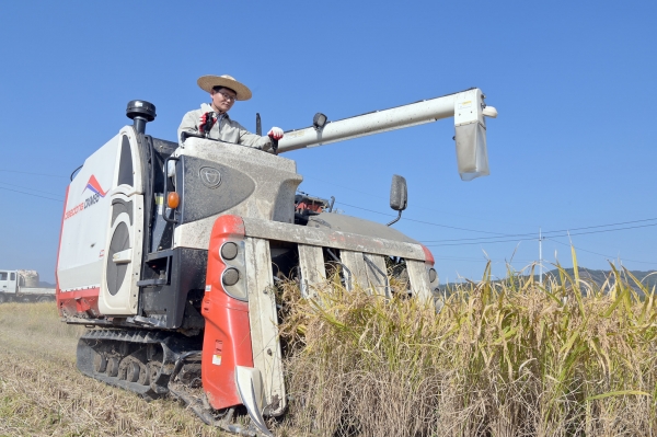 김정섭 시장 벼베기 일손지원 관련 사진