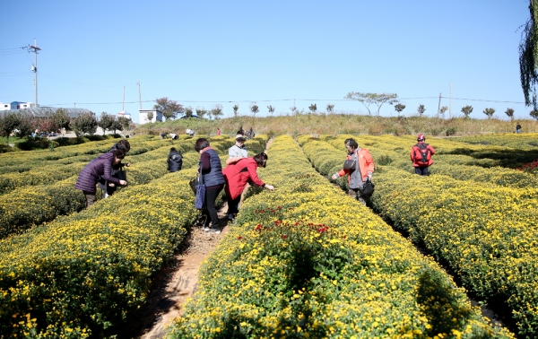 18만명이 다녀간  지난 2018년 서산국화축제 모습