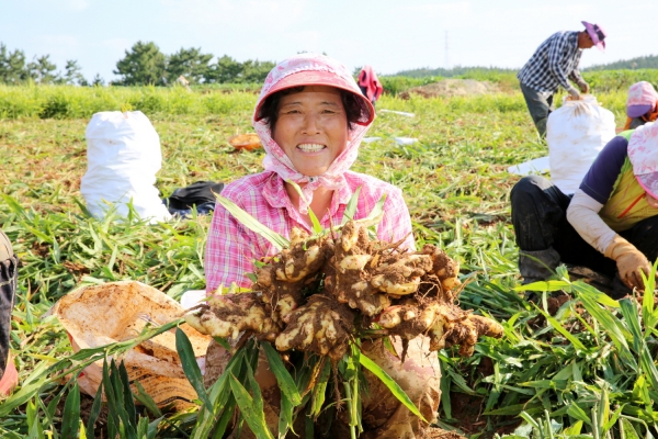 태안읍 송암리에서 생강을 수확하고 있는 모습.