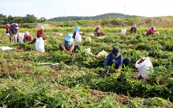 태안읍 송암리에서 생강을 수확하고 있는 모습.