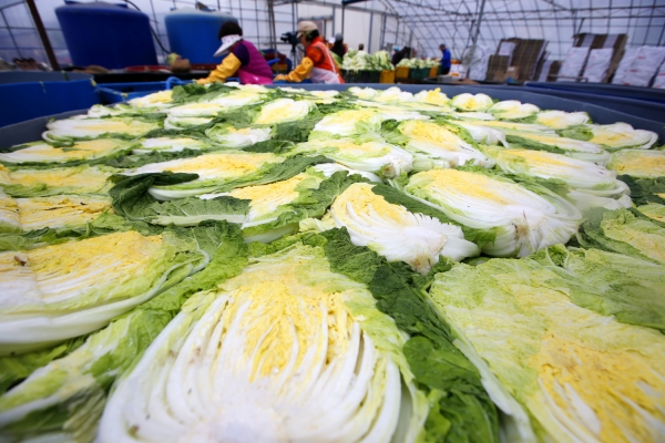 태안군 고남면 ‘안면도 농수산’ 절임배추 작업 모습.