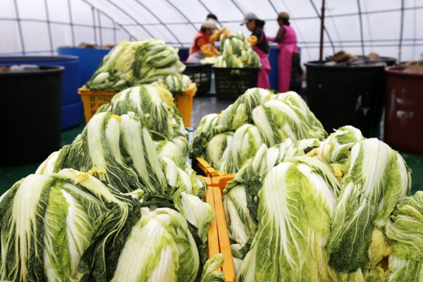 태안군 고남면 ‘안면도 농수산’ 절임배추 작업 모습.