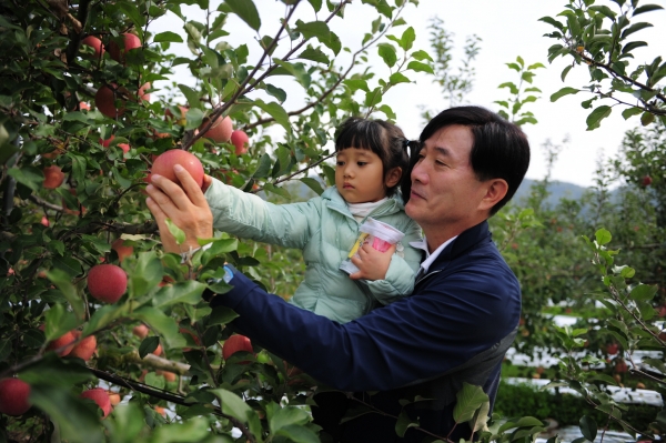 사과따기 체험 행사장에서 한 어린이가 할아버지와 함께 사과를 따고 있다
