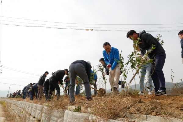 지난 2일 풍서천 개나리 식재 행사 모습
