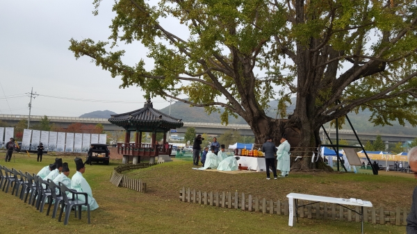 추부-요광리 은행나무 축제