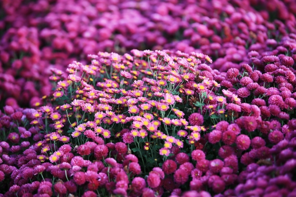 농업기술센터 국화동산