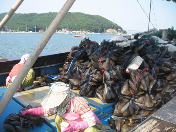 키조개 조업(선별) 장면