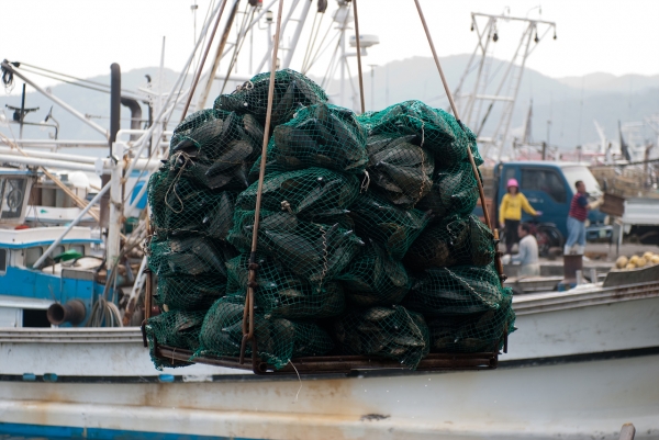 키조개 조업 장면