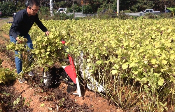 지난 안면도 잎들깨 수확 모습