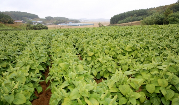 안면읍 잎들깨 종자 생산단지.