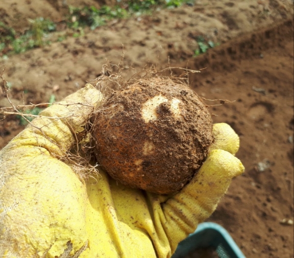 건강지킴이 ‘칠갑산 둥근마’ 수확