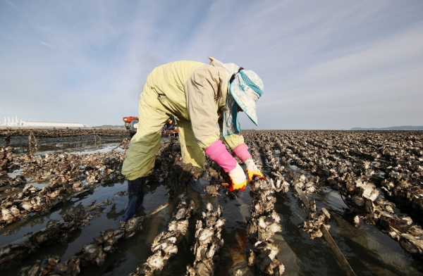 이원면 생굴 수확 모습