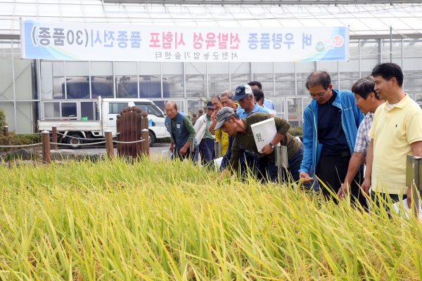 2019년 쌀 생산량 ‘59,224t’(벼 우량품종 전시회 사진)