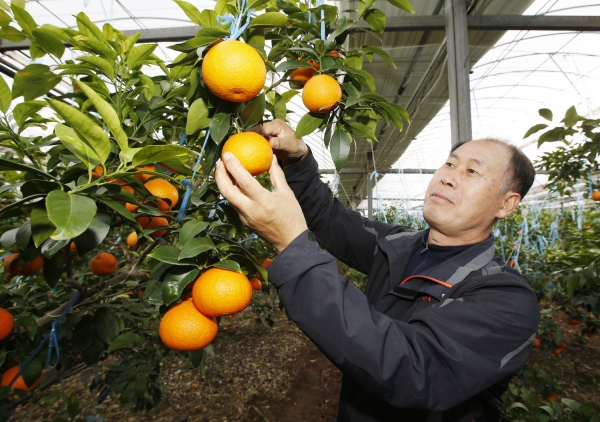 아람농원 황금향 수확 모습