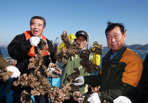 김동일 보령시장  굴 채취 현장체험 모습