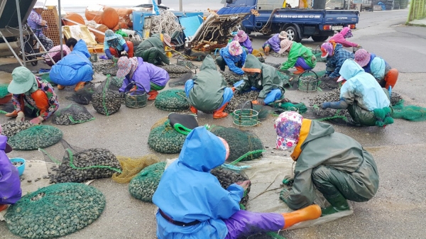 고남7리 어촌계 굴작업