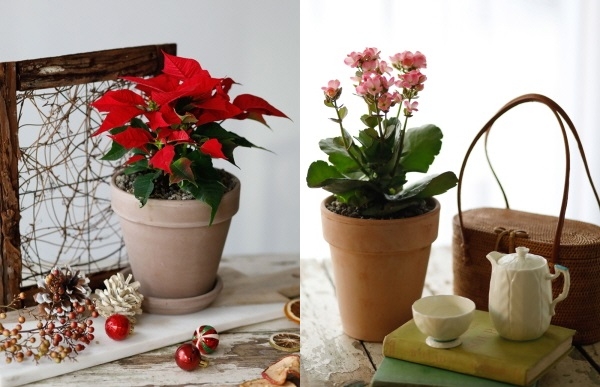 ‘포인세티아’와 ‘칼랑코에’