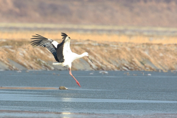 천수만에서 확인된 황새 사진