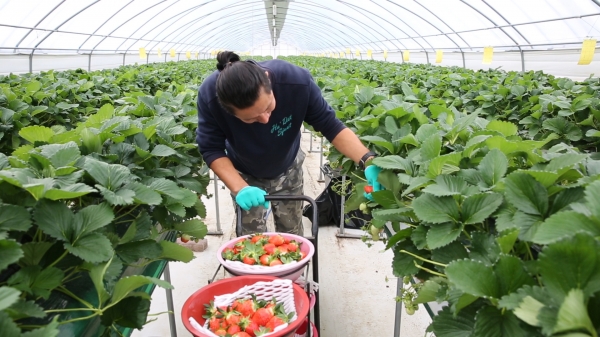 “달콤한 겨울딸기 맛 보세요”