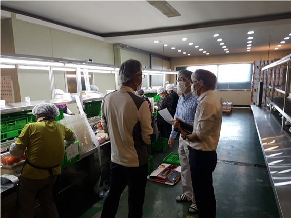 논산토마토, 인삼·수박에 이어 J-GAP 인증 (현지심사장면)