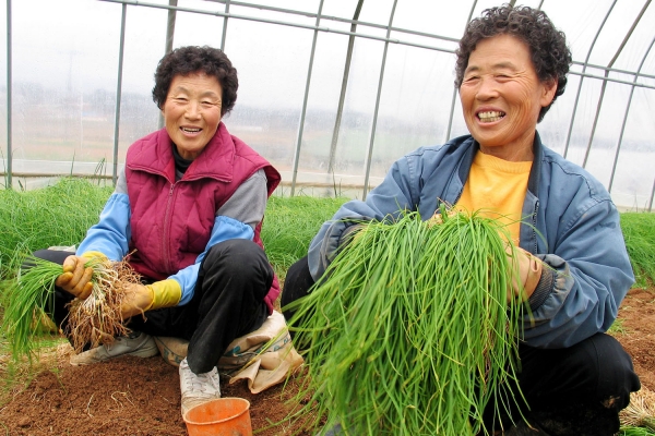 서산 달래·냉이 수확 중인 모습