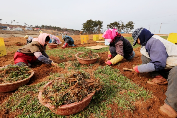서산 달래·냉이 수확 중인 모습