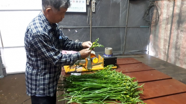 지난 16일 봉산면 효교리 이석범 농가에서 프리지어 생육상태를 확인하는 모습