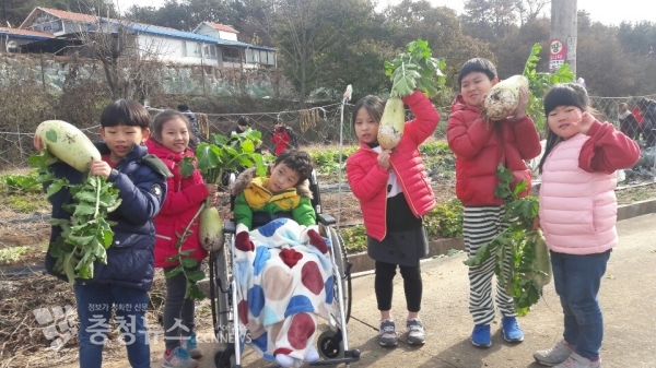 쌍류초 나눔텃밭 배추수확