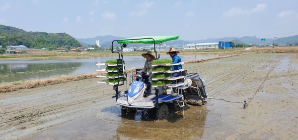 농업 새기술 보급 시범사업 접수-벼 밀묘소식 시범사업