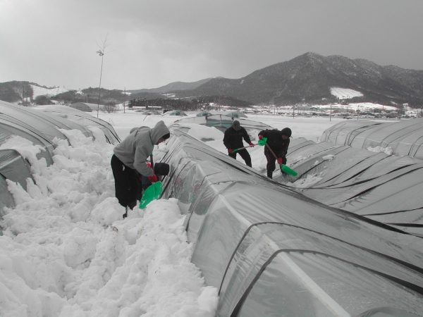 지난 겨울철 하우스 시설물 피해복구 장면