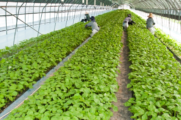 금산군 깻잎 연매출 4년 연속 500억 원 달성