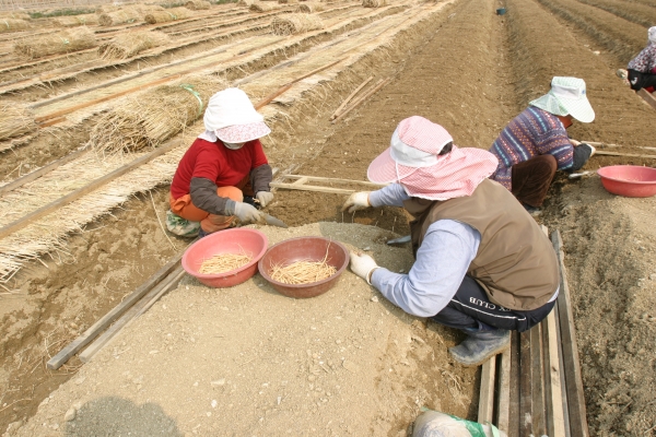 금산인삼 재배 이미지
