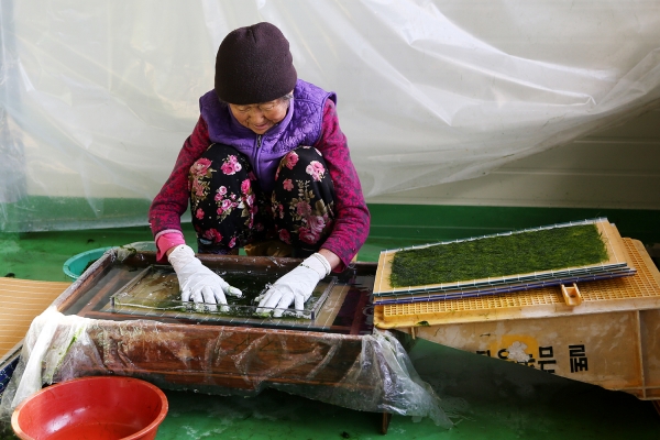 감태 작업 중인 모습