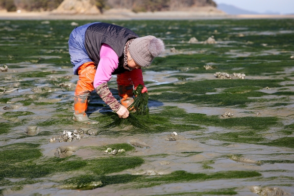 감태 작업 중인 모습